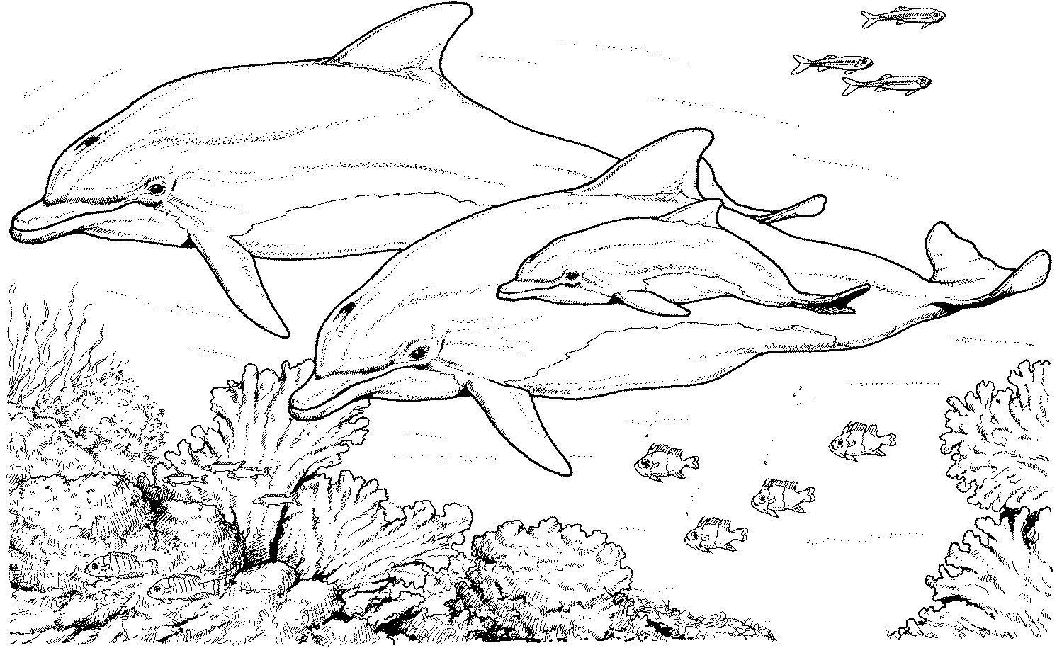 Dolphin image coloring page